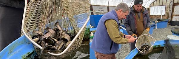 Photos from the visit from John Brawley Side by side photos of fish in a net and two people looking at fish